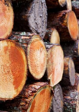 FSC® -Zertifizierung