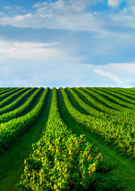 Landwirtschaftliche Produkte